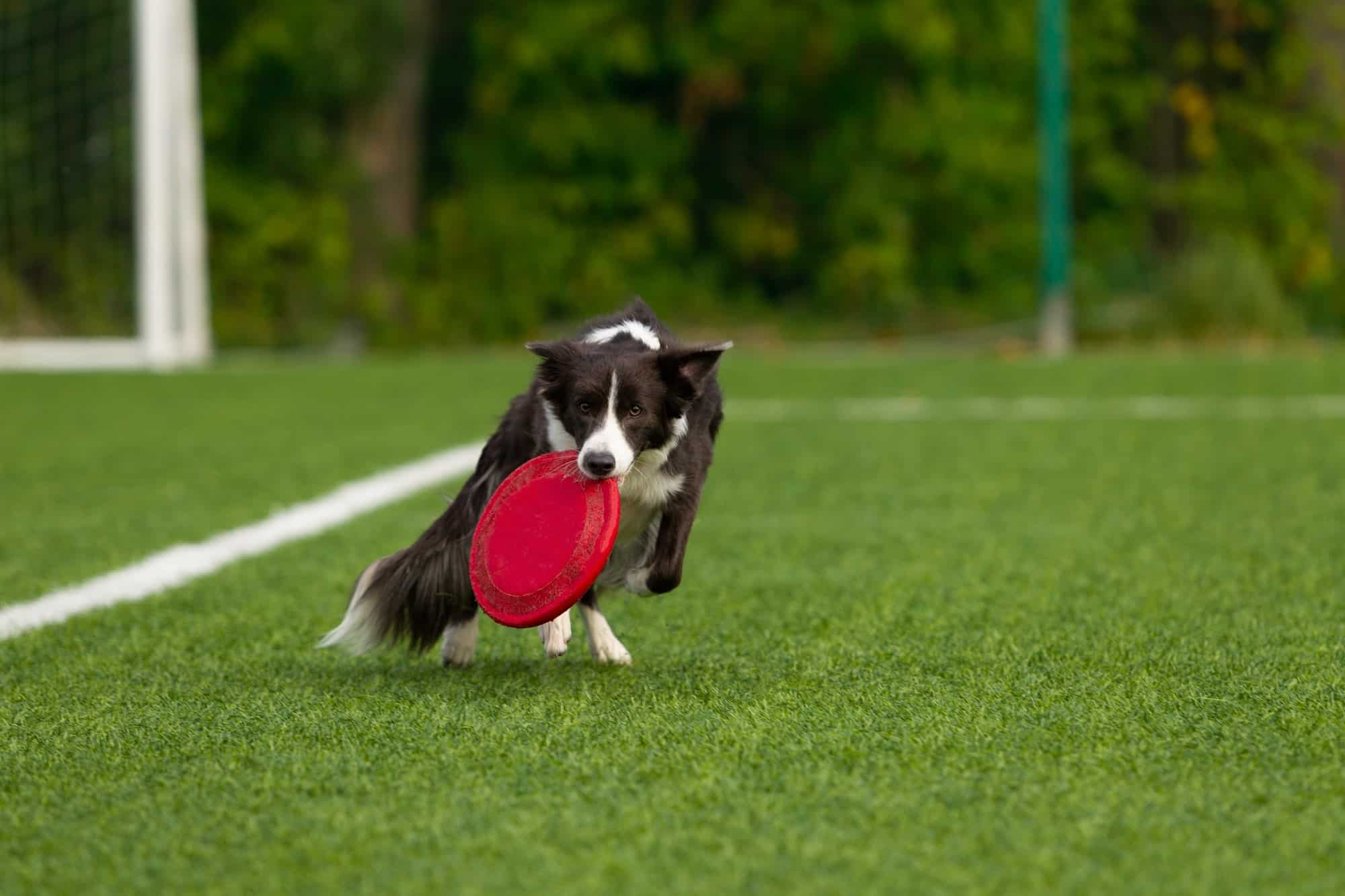 Frisbee-Ultimate - Chien d'élevage Border Collie qui tient un frisbee rouge pour une sortie un jour ensoleillé en été