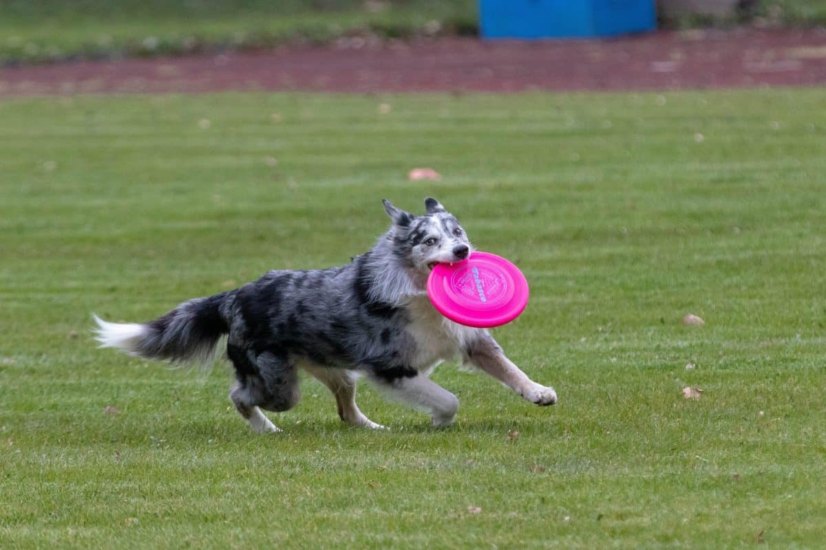 frisbee-ultimate-chien-qui-rattrape-un-frisbee-chiens-rose-boutique-en-ligne-frisbee-ultimate
